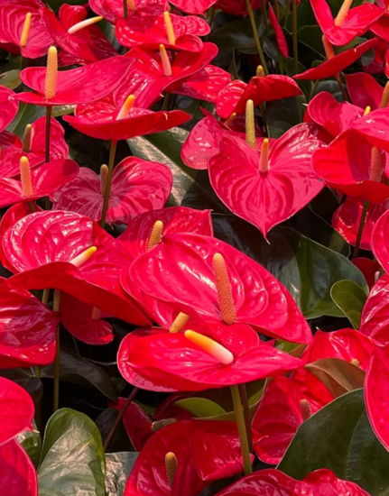 Foto: @luxushotel_guide
Riverside Debussy