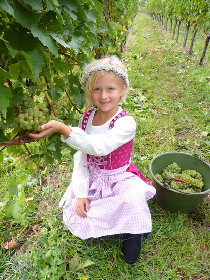 Mostprinzessin Lilly I mit frisch gelesenen Trauben der Sorte Goldriesling