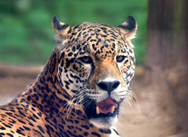 Jaguar – Das größte Landraubtier Amerikas