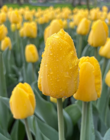 Foto: @luxushotel_guide
Riverside Debussy