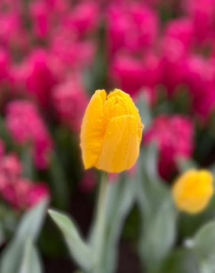 Foto: @luxushotel_guide
Riverside Debussy