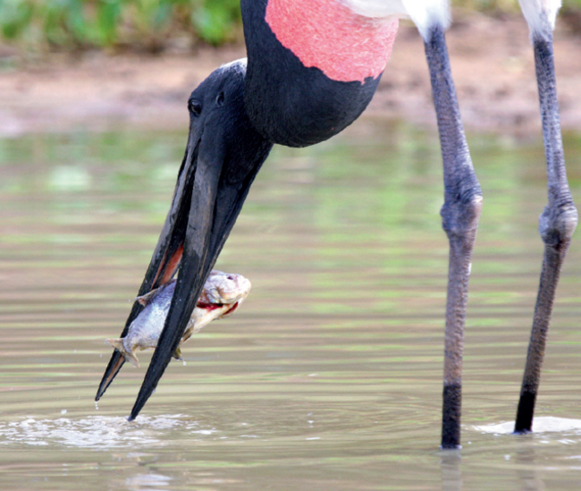 Auch der schöne Storch mit dem schwarzen Kopf hat sein Futter bereits erwischt.